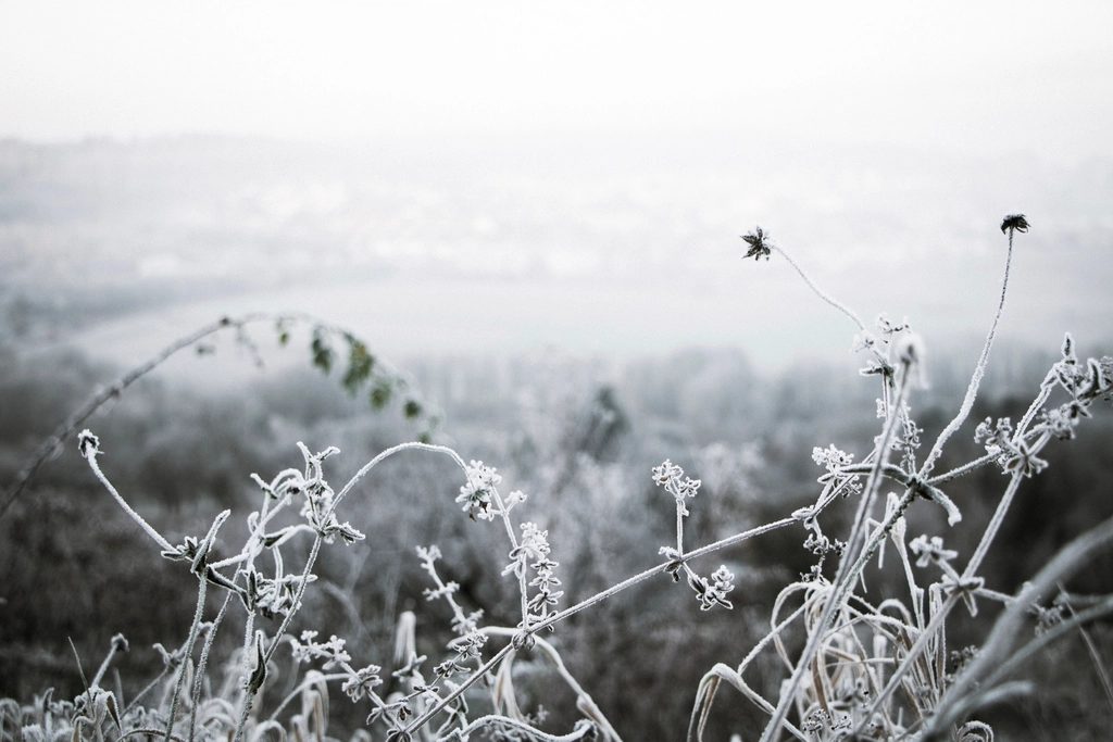 PLACEHOLDER: a stand-in photograph, not taken here — hoarfrost stiffening the stems and seedheads of a hedge line at first light.