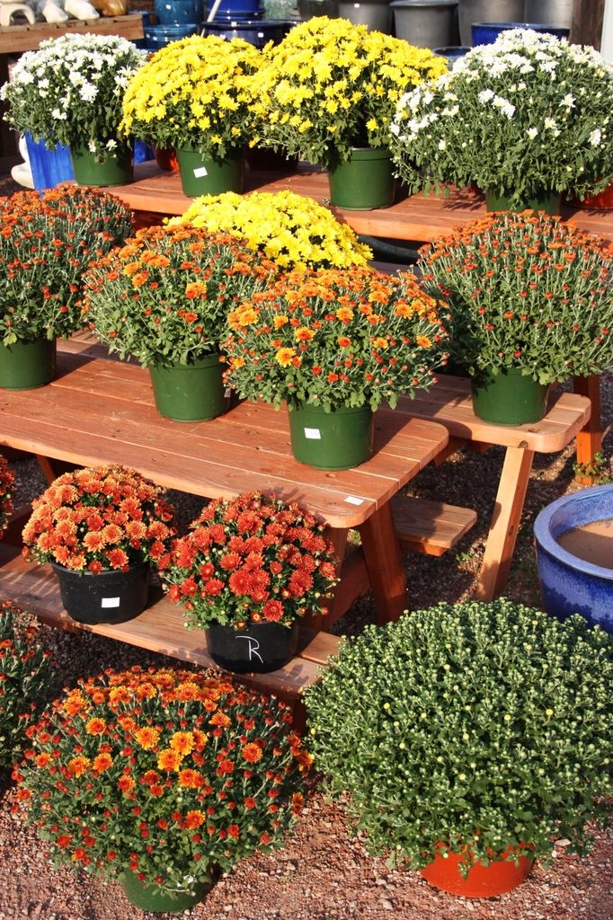 PLACEHOLDER: a stand-in photograph of a different garden centre — pots of orange, yellow and white chrysanthemums stepped up on timber benches outdoors.