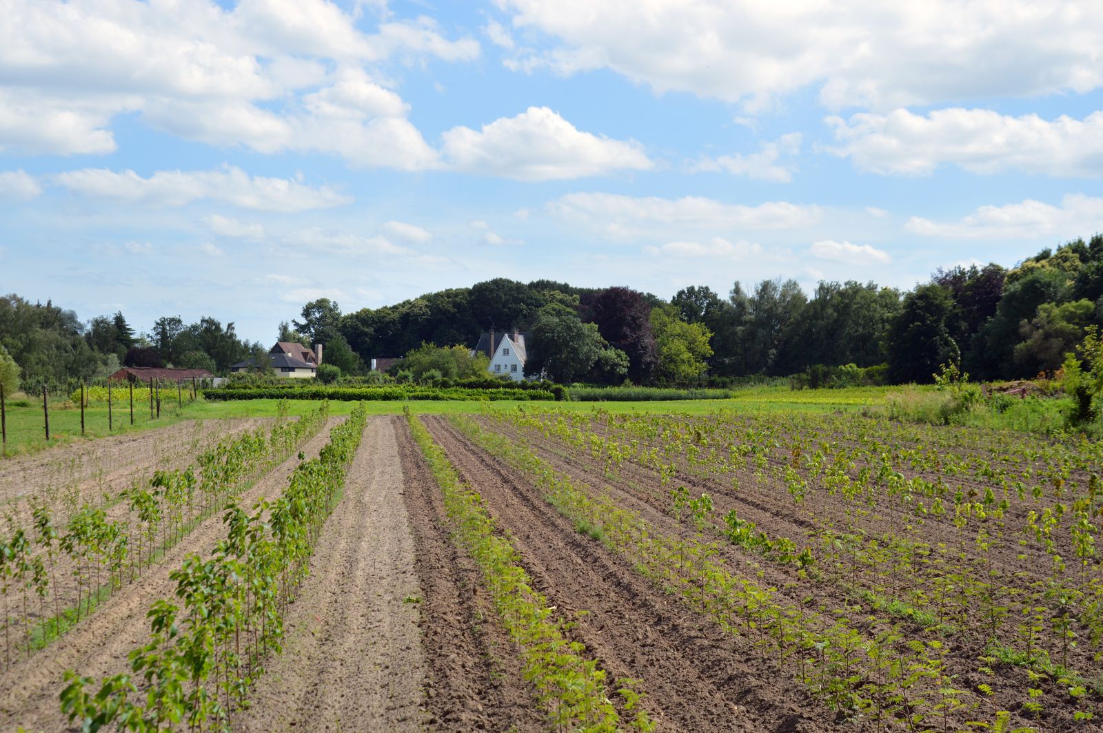 PLACEHOLDER: a stand-in photograph of a different nursery — young whips of trees planted out in long field rows under a summer sky.