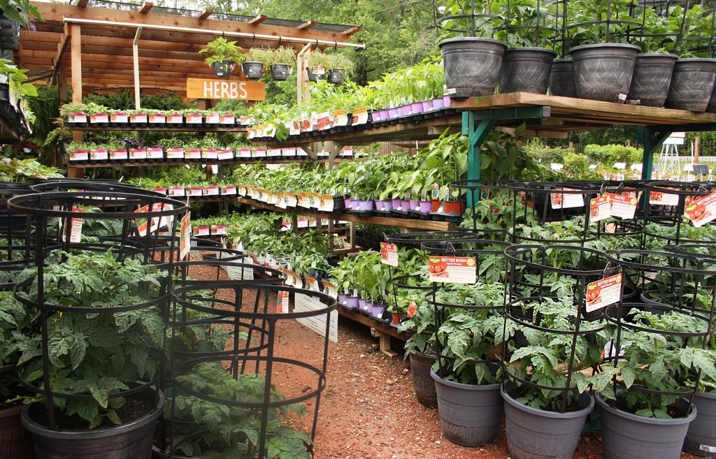 PLACEHOLDER: a stand-in photograph of a different garden centre — potted tomato plants in wire cages beside a shelf of herbs, each with a variety tag.