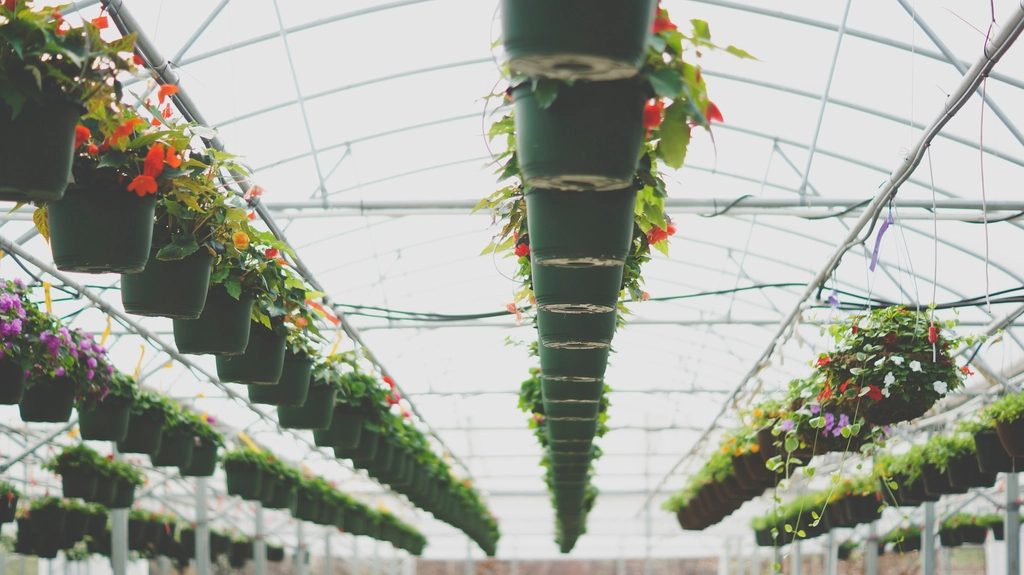 PLACEHOLDER: a stand-in photograph of a different nursery — hanging baskets in flower down both sides of a polytunnel, running away from the camera.